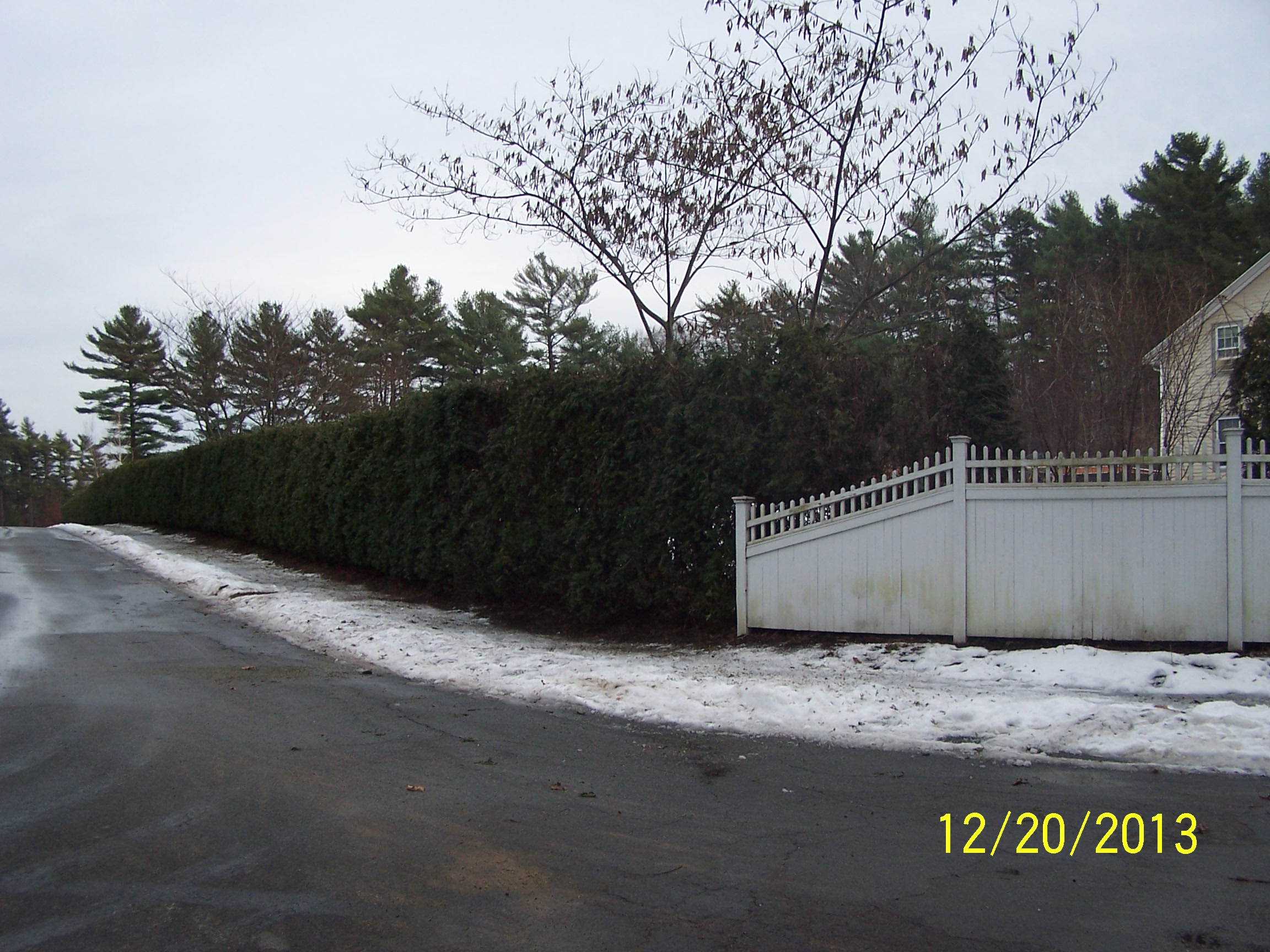 There are two seperate set of Ag-lock installed one no the top and one about half way down on all multi stemmed plants to prevent snow bend.